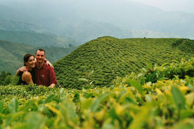 Darjeeling, theeplantages