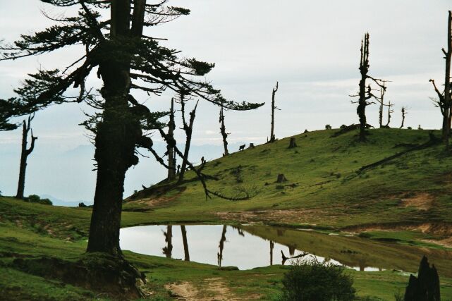 Singalila trek