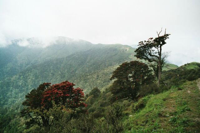 Singalila trek