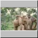 olifant