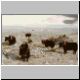 Everest Base Camp Yaks